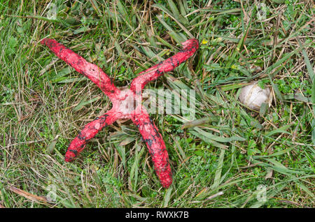 Devil's Finger oder Octopus Exemplar des Gemeinen Stinkmorchels (Clathrus archeri). Sussex, UK Stockfoto