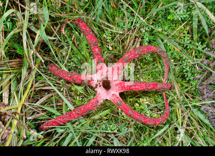 Devil's Finger oder Octopus Exemplar des Gemeinen Stinkmorchels (Clathrus archeri). Sussex, UK Stockfoto