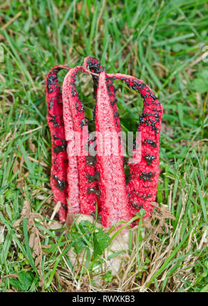 Devil's Finger oder Octopus Exemplar des Gemeinen Stinkmorchels (Clathrus archeri). Sussex, UK Stockfoto