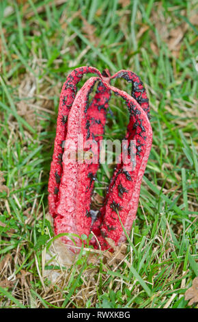 Devil's Finger oder Octopus Exemplar des Gemeinen Stinkmorchels (Clathrus archeri) zieht einen Mist Fliegen. Sussex, UK Stockfoto