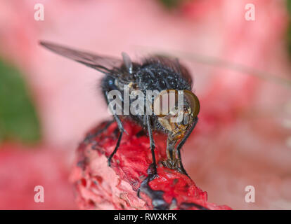 Fleisch fliegen Fütterung auf Devil's Finger Pilz (Clathrus archeri). Sussex Sussex, UK, R. Stockfoto