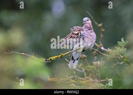 Turteltaube (Streptopelia Turtur) Stockfoto