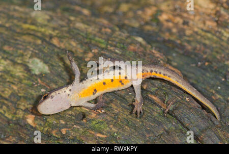 Juvenile Palmate Newt (Lissotriton helveticus), unbefleckt Kehle, Salamandridae. Sussex, UK Stockfoto