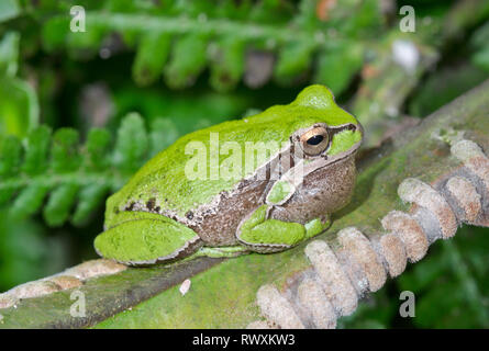 Männliche Laubfrosch (Hyla arborea), vocal Tasche, Hylidae Stockfoto