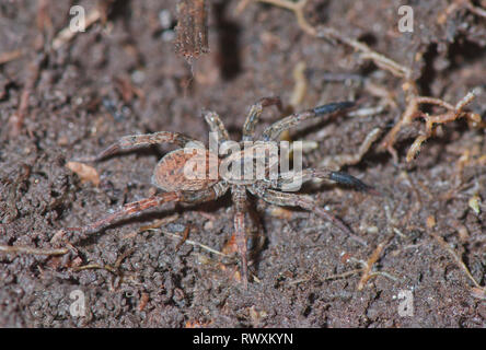 Männliche Wolf Spider (Trochosa terricola Lycosidae). Sussex, UK Stockfoto