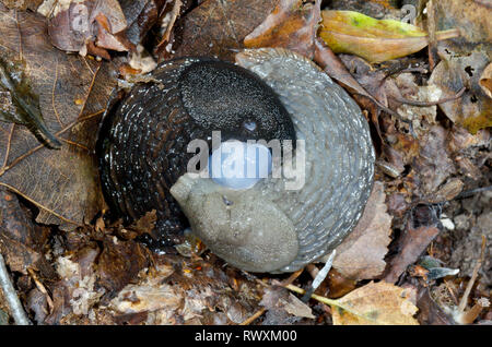 Paarung Schnecken (Arion sp), Arionidae. Sussex, UK Stockfoto