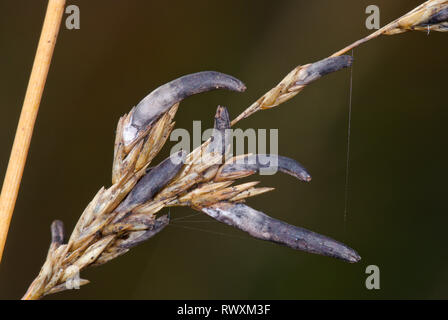 Tödlich giftige Pilze Mutterkorn (Claviceps purpurea). Sussex, UK Stockfoto