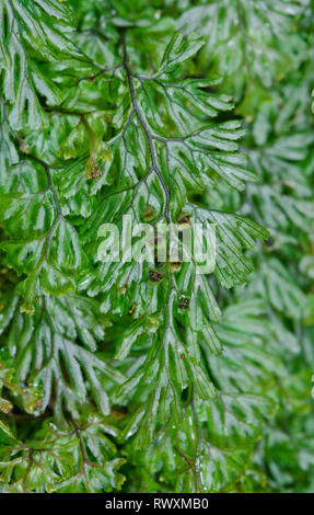 Seltene Tunbridge hauchdünne Farne in Habitat (Hymenophyllum tunbrigense), hymenophyllaceae. Sussex, UK Stockfoto