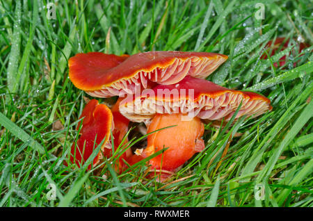 Scarlet Waxcap Pilz (Hygrocybe coccinea). Hygrophoraceae, Sussex, UK Stockfoto