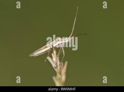 Stenodema laevigata Anlage Bug Miridae. Sussex, UK Stockfoto