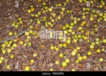 Wilde Äpfel auf dem Boden. Windschlag in Sussex, UK. Stockfoto