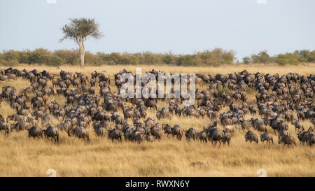 Große Herden von Weißen bärtigen Gnus sammeln im üppigen Weiden der Masai Mara, Kenia, während der großen jährlichen Migration. Stockfoto