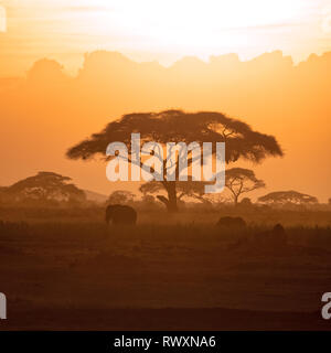 Ruhige Szene einer Mutter Elefant und Kalb zu Fuß durch Amboseli National Park bei Sonnenuntergang, vor dem Hintergrund von acaica Bäume. Stockfoto