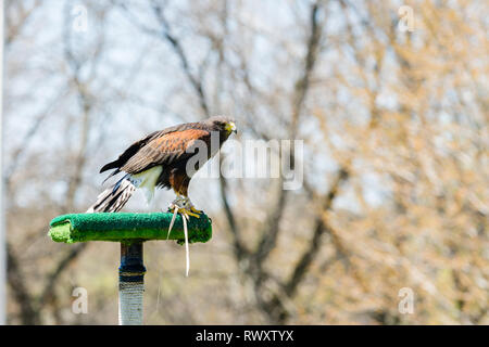 Harris Hawk (Parabuteo unicinctus) in der falknerei Demonstration, Ottawa, Toronto Stockfoto