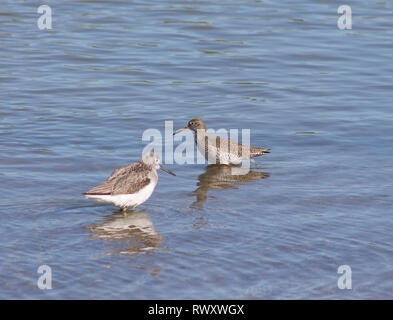 Rotschenkel Tringa totanus und gemeinsame greenshank tringa nebularia zusammen waten. Stockfoto