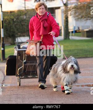 Birmingham, Großbritannien. 8 Mär, 2019. Hunde anreisen, am zweiten Tag der Crufts 2019 Credit: ️Jon Freeman/Alamy leben Nachrichten Stockfoto