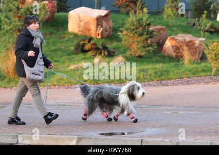 Birmingham, Großbritannien. 8 Mär, 2019. Hunde anreisen, am zweiten Tag der Crufts 2019 Credit: ️Jon Freeman/Alamy leben Nachrichten Stockfoto