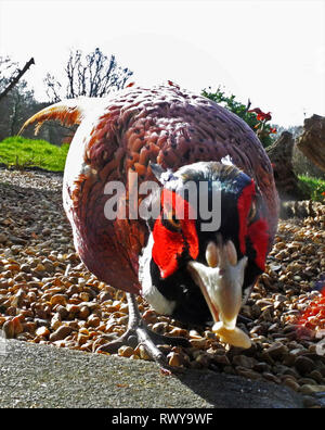 Jedes Jahr, wenn die Pheasant shooting Saison beendet wildlife Fotograf David Cole sieht eine freundliche neue Ankunft auf seinem vogelfütterung Tabelle an seinem Haus in der Nähe von Petworth, West Sussex. Es ist "Percy" oder vielleicht auf der Percy' ein wilder Fasan, der Nahrung nimmt aus der Hand mit einer besonderen Vorliebe für Erdnüsse. Und sie fragte sich, in der die Dinosaurier ging...... Stockfoto