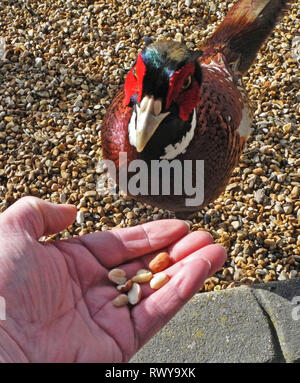 Jedes Jahr, wenn die Pheasant shooting Saison beendet wildlife Fotograf David Cole sieht eine freundliche neue Ankunft auf seinem vogelfütterung Tabelle an seinem Haus in der Nähe von Petworth, West Sussex. Es ist "Percy" oder vielleicht auf der Percy' ein wilder Fasan, der Nahrung nimmt aus der Hand mit einer besonderen Vorliebe für Erdnüsse. Stockfoto