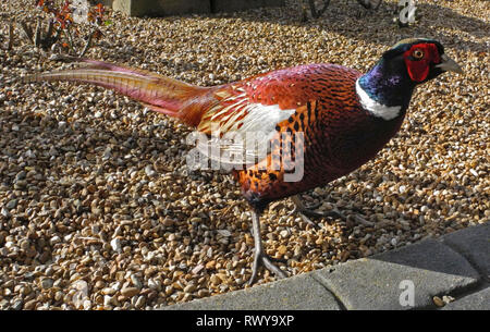 Jedes Jahr, wenn die Pheasant shooting Saison beendet wildlife Fotograf David Cole sieht eine freundliche neue Ankunft auf seinem vogelfütterung Tabelle an seinem Haus in der Nähe von Petworth, West Sussex. Es ist "Percy" oder vielleicht auf der Percy' ein wilder Fasan, der Nahrung nimmt aus der Hand mit einer besonderen Vorliebe für Erdnüsse. Stockfoto