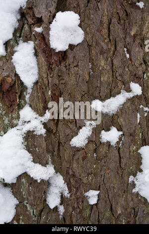 Tahquamenon Falls State Park, Chippewa County, Michigan, USA Stockfoto