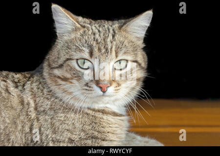 Tabby Kater suchen in die Linse. Portrait von Tabby Katze auf schwarzem Hintergrund auf dem Boden Stockfoto