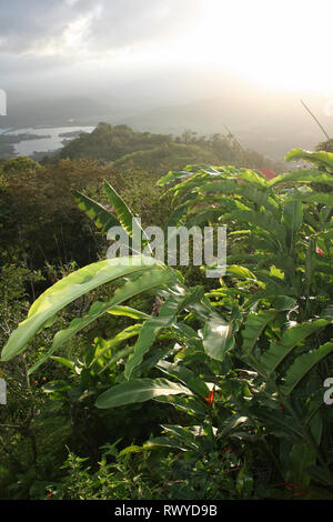 Üppige tropische Vegetation, Costa Rica Stockfoto