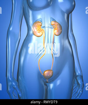 Harnwege einer Frau, Niere, Nebenniere, Arterien, Venen, Harnleiter, Harnblase, Illustration, 3D, weiblich, Medizinisch, Anatomie, Stockfoto