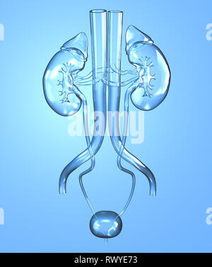 Harnsteine, Nierensteine Nieren, Harnwege einer Frau mit Niere, Nebenniere, Arterien, Venen, Harnleiter, Harnblase, Illustration, 3D, weiblich, m Stockfoto