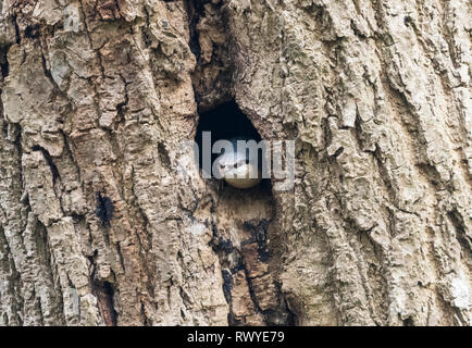 Eurasischen Kleiber (Sitta europaea) aus einem Loch in einem Baum im Winter in West Sussex, England, UK. Stockfoto