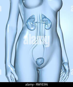 Harnsteine, Nierensteine Nieren, Harnwege einer Frau mit Niere, Nebenniere, Arterien, Venen, Harnleiter, Harnblase, Illustration, 3D, weiblich, m Stockfoto
