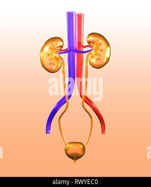 Harnsteine, Nierensteine Nieren, Harnwege einer Frau mit Niere, Nebenniere, Arterien, Venen, Harnleiter, Harnblase, Illustration, 3D, weiblich, m Stockfoto
