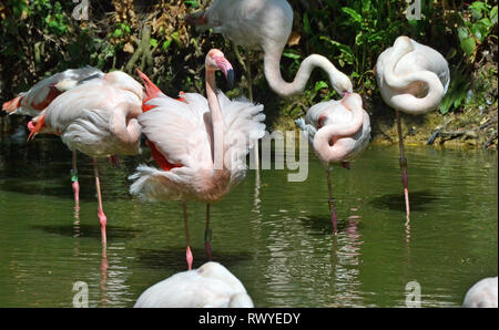 Chilenische Flamingos in Afrika leben, Wild Animal Park, Kessingland, Suffolk, Großbritannien Stockfoto