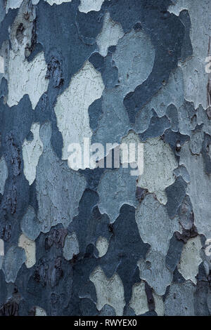 In der Nähe der Rinde am Baum Stockfoto