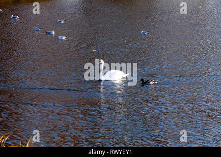 Bild mit hoher Auflösung. Der Schwan schwimmt auf dem See. Weißer Schwan. Stockfoto