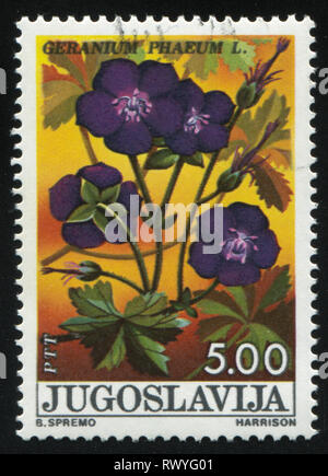 Russland KALININGRAD, 12. NOVEMBER 2016: Briefmarke von Jugoslawien gedruckt, zeigt, Geranium, ca. 1975 Stockfoto