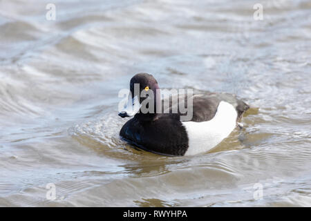 Männliche Taubentaucher (Aythya fuligula), die allein in einem See schwimmen Stockfoto