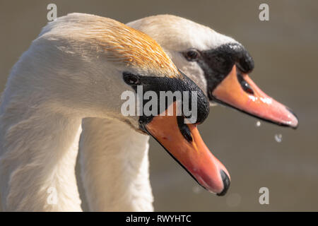 Höckerschwan (Cygnus olor), UK-Kopf Seite Profil Portrait von ein paar verpaart Schwäne auf einem See zeigt Gefieder detail Stockfoto