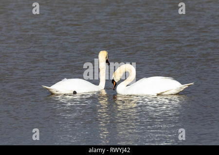 Höckerschwan (Cygnus olor), UK-Paar verpaart Schwäne auf einem See einander zugewandt Stockfoto