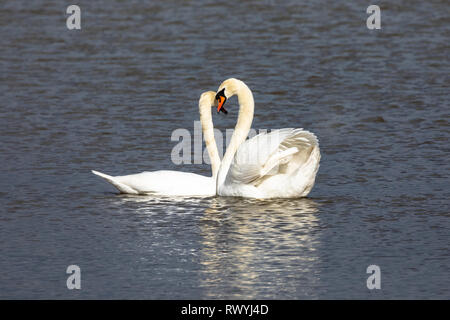 Höckerschwan (Cygnus olor), UK-Paar verpaart Schwäne auf einem See einander zugewandt Stockfoto