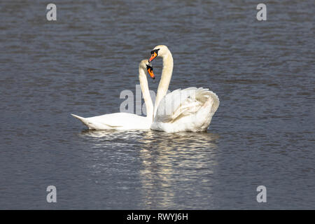 Höckerschwan (Cygnus olor), UK-Paar verpaart Schwäne auf einem See einander zugewandt Stockfoto