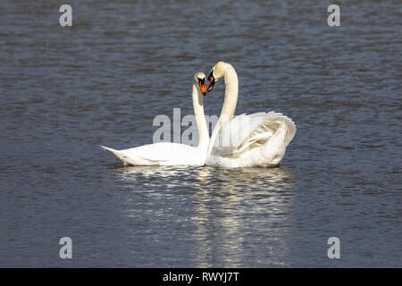 Höckerschwan (Cygnus olor), UK-Paar verpaart Schwäne auf einem See einander zugewandt Stockfoto