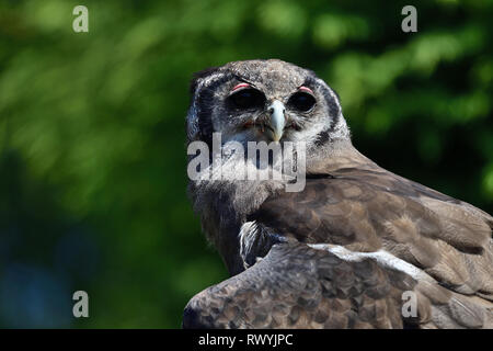 Nahaufnahme, Porträt eines Verreaux Uhu (Bubo lacteus) Stockfoto