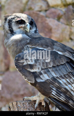 Porträt eines Verreaux Uhu (Bubo lacteus) auf einem Baumstumpf Stockfoto