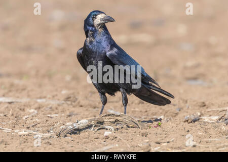 Turm auf dem Feld (Corvus frugilegus) Stockfoto