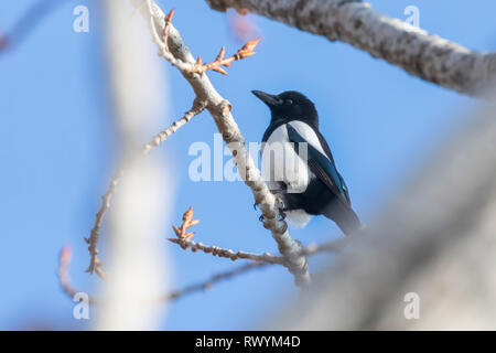Eurasian magpie auf einem Zweig, gemeinsame Magpie (Pica Pica) Stockfoto