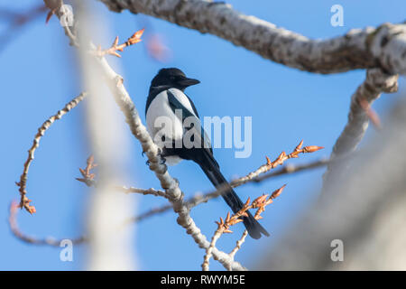 Eurasian magpie auf einem Zweig, gemeinsame Magpie (Pica Pica) Stockfoto