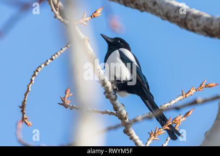 Eurasian magpie auf einem Zweig, gemeinsame Magpie (Pica Pica) Stockfoto
