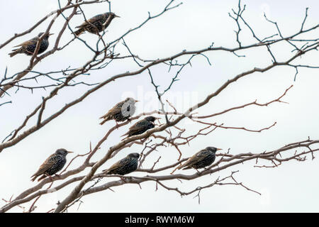 Stare (Sturnus Vulgaris) eine kleine Herde von gemeinsamen Stare am Baum Stockfoto