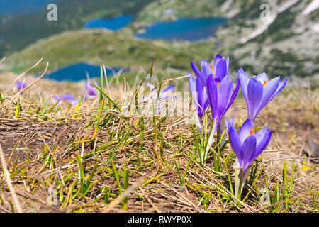 Frühling Hintergrund mit close-up-Gruppe der blühenden Krokusse Frühlingsblumen und Sieben Rila-Seen, Bulgarien Stockfoto